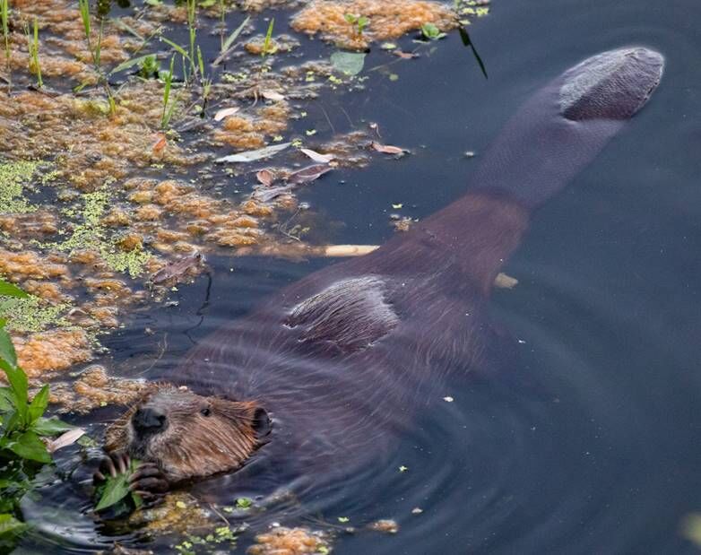 Beaver Lodge Summer 2020